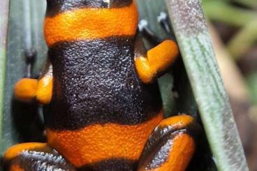 Poison dart frogs kaufen und verkaufen Photo: 1.0.0. Oophaga lehmanni rot 