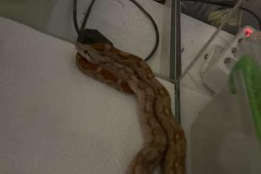 Boas kaufen und verkaufen Photo: Boa constrictor Imperator ENZ 09/22