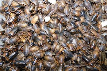 Futtertiere kaufen und verkaufen Foto: Argentinian cockroach (dubia) for sale!