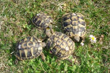 Landschildkröten kaufen und verkaufen Foto: Griechische Landschildkröten von 2020