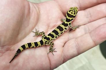 Geckos kaufen und verkaufen Foto: Cyrtodactylus myintkiawthurai