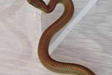 Snakes kaufen und verkaufen Photo: Lamprophis aurora CB 2023