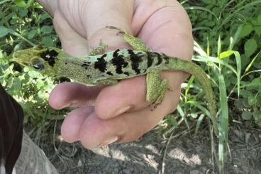 Lizards kaufen und verkaufen Photo: Anolis roquet salinei CB 2025 Lizards kaufen und verkaufen Photo: Anolis roquet salinei CB 2025