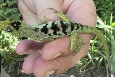 Echsen  kaufen und verkaufen Foto: Anolis roquet salinei CB 2025