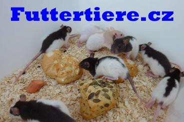 Feeder animals kaufen und verkaufen Photo: ONLINE-SHOP MIT FROSTFUTTERTIEREN