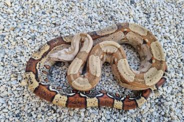 Schlangen kaufen und verkaufen Foto: BCI jungle RLT poss het vpi