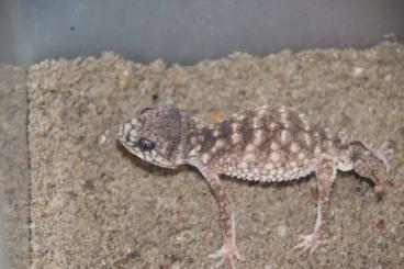 Geckos kaufen und verkaufen Foto: Nephrurus asper pairs and reversed trios