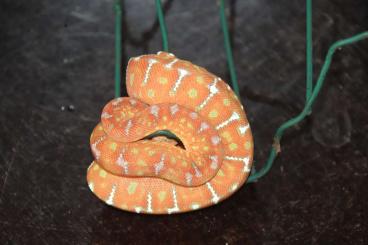 Boas kaufen und verkaufen Photo: Corallus caninus CB 2024 Boas kaufen und verkaufen Photo: Corallus caninus CB 2024