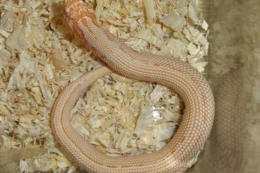 Snakes kaufen und verkaufen Photo: For Hamm: CB 2023 Heterodon nasicus - 