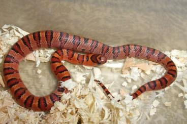 Schlangen kaufen und verkaufen Foto: King snakes, hognose, own breeding