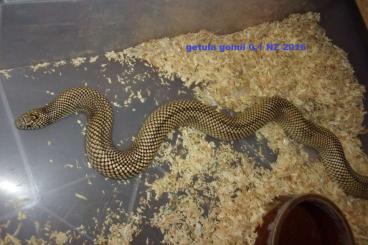 Schlangen kaufen und verkaufen Foto: Heterodon and Lampropeltis Schlangen kaufen und verkaufen Foto: Heterodon and Lampropeltis