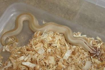 Schlangen kaufen und verkaufen Foto: Hognose and king snakes CB 5 - 6 / 20223