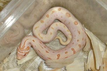 Snakes kaufen und verkaufen Photo: Heterodon Nasicus and King Pastel hetero