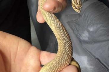 Colubrids kaufen und verkaufen Photo: 1.0 Hakennasennatter Superconda Colubrids kaufen und verkaufen Photo: 1.0 Hakennasennatter Superconda