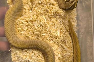 Colubrids kaufen und verkaufen Photo: 1.0 Hakennasennatter Superconda Colubrids kaufen und verkaufen Photo: 1.0 Hakennasennatter Superconda