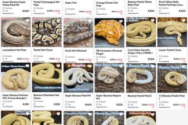 Pythons kaufen und verkaufen Photo: Köpys von nz 25 bis Adult 