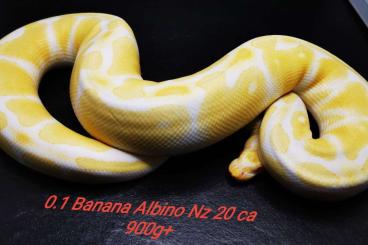 Königspythons kaufen und verkaufen Foto: Königspython Nz 21-Adult Königspythons kaufen und verkaufen Foto: Königspython Nz 21-Adult