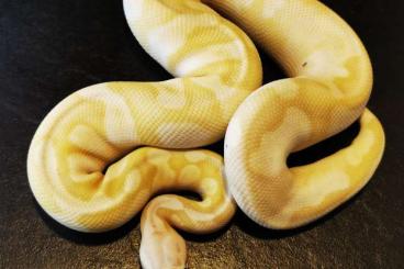 Königspythons kaufen und verkaufen Foto: Königspython Nz 22-Adult Königspythons kaufen und verkaufen Foto: Königspython Nz 22-Adult