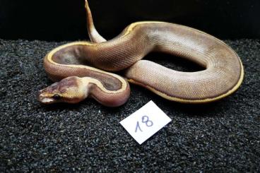 Schlangen kaufen und verkaufen Foto: Königspython Nz 22-Adult 