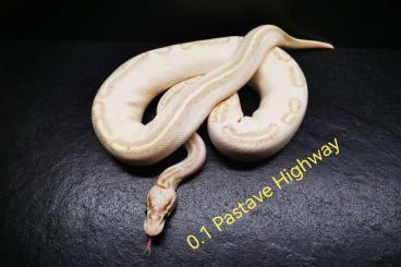 Königspythons kaufen und verkaufen Foto: Köpys Nz 22-Adult Python Regius Königspythons kaufen und verkaufen Foto: Köpys Nz 22-Adult Python Regius