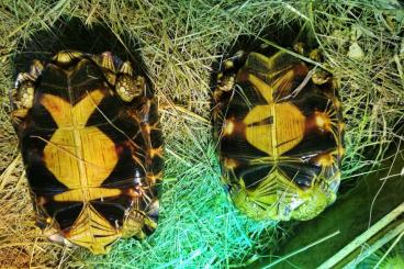 Landschildkröten kaufen und verkaufen Foto: Radiata Strahlenschildkröten 