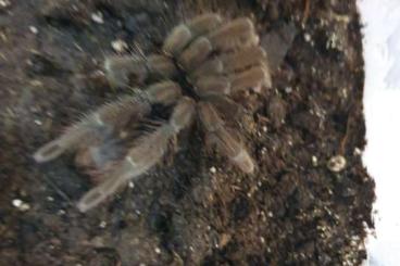 - bird spiders kaufen und verkaufen Photo: Biete 2 1 Pamphobeteus spec ecuador 2