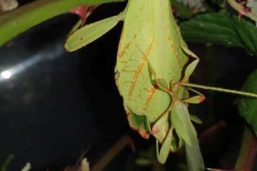 Insects kaufen und verkaufen Photo: Biete Phyllium philippinicum 