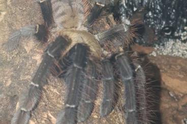 Vogelspinnen kaufen und verkaufen Foto: Biete Spiderlinge  Omothymus schioedtei 3. bis 4. Fh