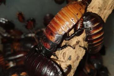 Insects kaufen und verkaufen Photo: Gromphadorhina portentosa