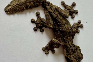 Echsen  kaufen und verkaufen Photo: Uroplatus phantasticus zur Abgabe