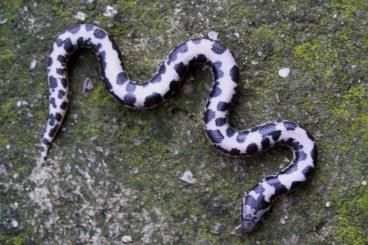 Snakes kaufen und verkaufen Photo: Eryx colubrinus NZ 2023 for Hamm March 9