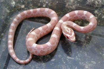 Schlangen kaufen und verkaufen Foto: het.Micro Scale Pantherophis guttatus Hamm March 9