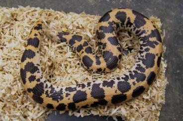 Snakes kaufen und verkaufen Photo: Young adult male Dodoma Eryx colubrinus  NZ 22