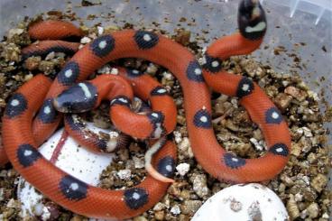 Snakes kaufen und verkaufen Photo: Last chance for Hamm, Pantherophis,Eryx,Lampropeltis,Heterodon