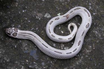 Schlangen kaufen und verkaufen Foto: Snakes for Houten June 2 .Heterodon nasicus and P.guttatus