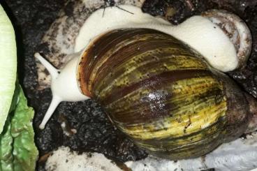 Mollusca kaufen und verkaufen Photo: Hamm, Rundgang der Tribünenhalle Mollusca kaufen und verkaufen Photo: Hamm, Rundgang der Tribünenhalle