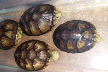 Turtles and Tortoises kaufen und verkaufen Photo: Kinosternon leucostomum leucostomum
