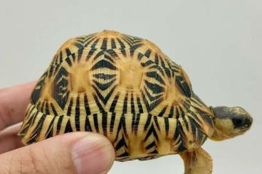 Turtles and Tortoises kaufen und verkaufen Photo: 0.0.3 Astrochelys radiata Turtles and Tortoises kaufen und verkaufen Photo: 0.0.3 Astrochelys radiata