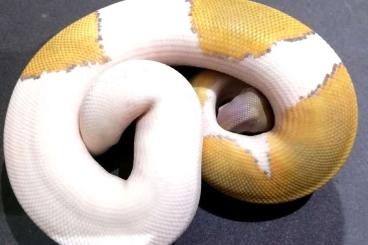 Königspythons kaufen und verkaufen Foto: Proven breeder ballpythons