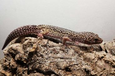 Geckos kaufen und verkaufen Foto: 1.1 Eublepharis macularius