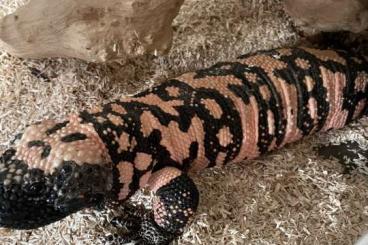 Echsen kaufen und verkaufen Photo: Heloderma Suspectum Cinctum Echsen kaufen und verkaufen Photo: Heloderma Suspectum Cinctum