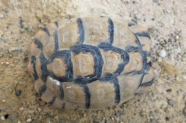 Schildkröten  kaufen und verkaufen Foto: Testudo Kleinmanni/Ägyprische Landschildkröte