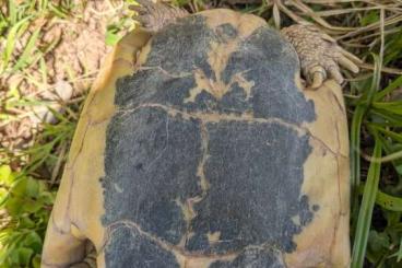 Landschildkröten kaufen und verkaufen Foto: Testudo hermanni hermanni - weiblich adult