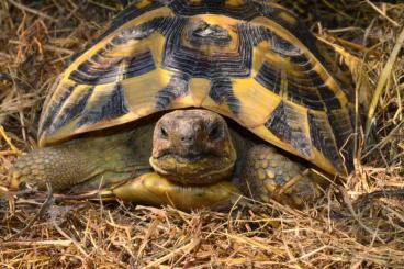 Turtles and Tortoises kaufen und verkaufen Photo: Testudo hermanni hermanni Zuchtgruppe Turtles and Tortoises kaufen und verkaufen Photo: Testudo hermanni hermanni Zuchtgruppe