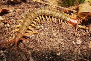 Myriapoda kaufen und verkaufen Photo: Scolopendra subspinipes 'china'