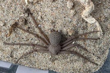 Spinnen und Skorpione kaufen und verkaufen Foto: Sicarius thomisoides.          