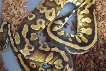 Schlangen kaufen und verkaufen Foto: Adulte Zuchtweibchen / Männchen Pied