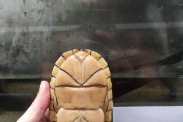 Schildkröten  kaufen und verkaufen Foto: 0.2 Kinosternon leucostomum 
