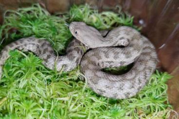 Schlangen kaufen und verkaufen Foto: Macrovipera lebetina obtusa