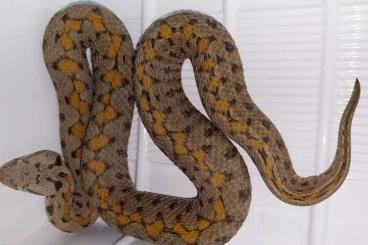 Schlangen kaufen und verkaufen Foto: Montivipera raddei and albizona
